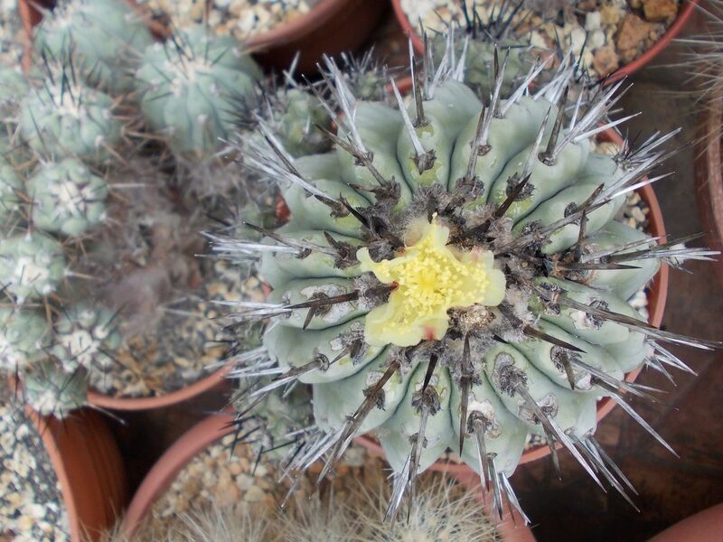 Fájl:Copiapoa cinerea-006.jpg