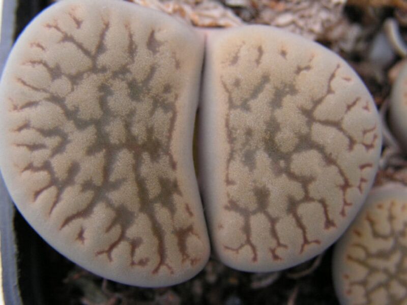 Fájl:Lithops hookeri2-003.jpg
