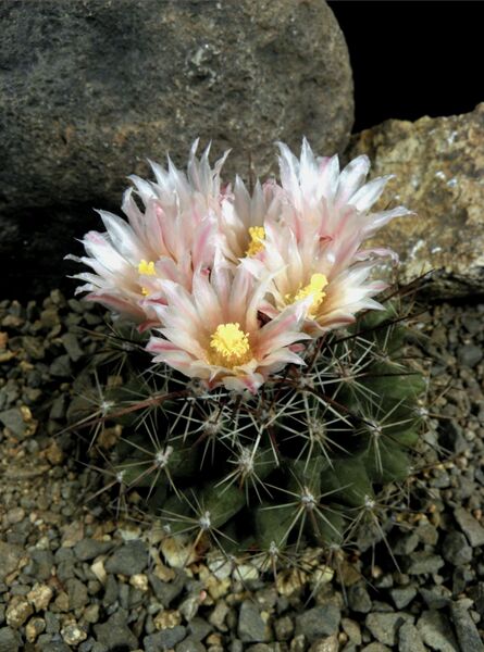 Fájl:Thelocactus conothelos garciae-0.jpg