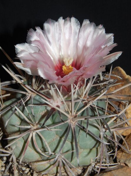 Fájl:Coryphantha poselgeriana-000.jpg