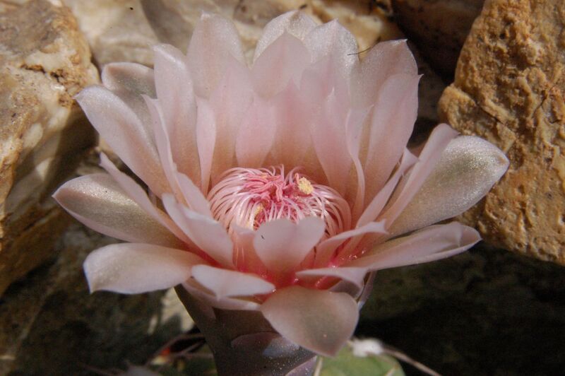 Fájl:Gymnocalycium albiareolatum-005.jpg