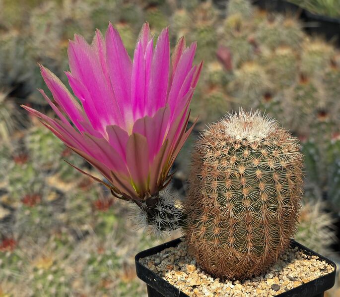 Fájl:Echinocereus felixianus.SzJ 01.jpg