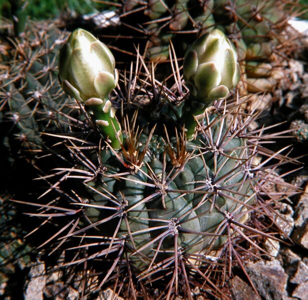 Fájl:Gymnocalycium gibbosum -001.jpg