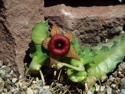 Huernia humilis