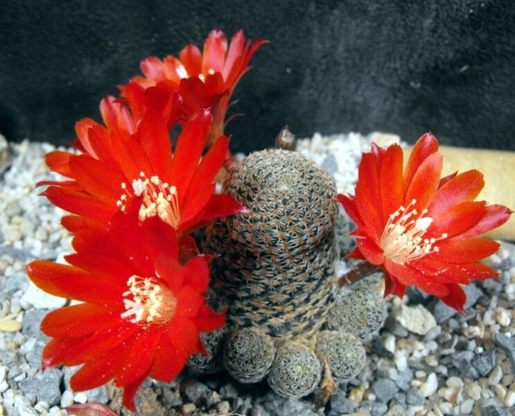Fájl:Rebutia albipectinata-1.jpg