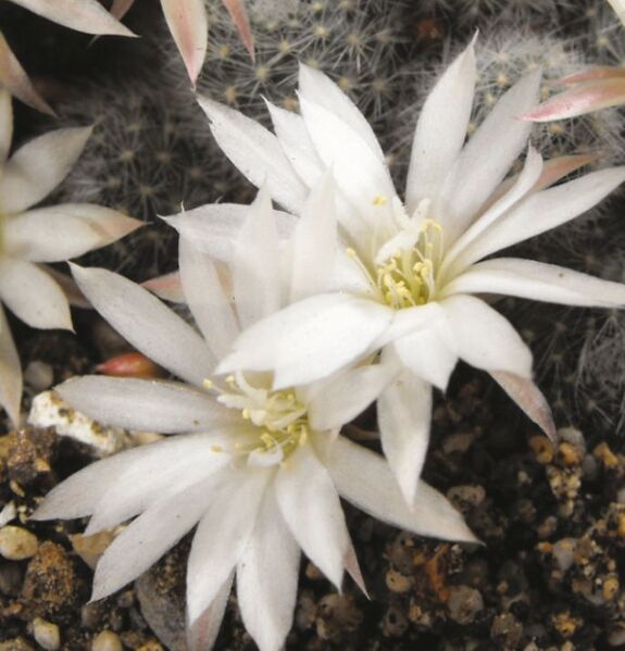 Fájl:Rebutia pulvinosa albiflora-2.jpg