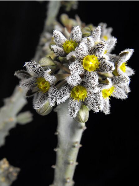 Fájl:Caralluma burchardii maura-000.jpg