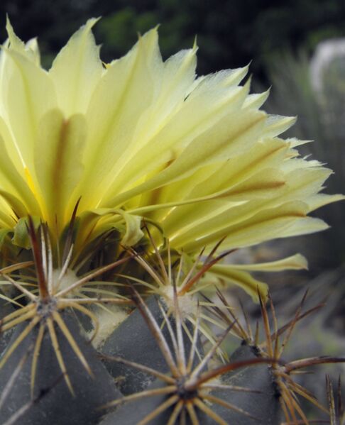 Fájl:Coryphantha cornifera-002.jpg