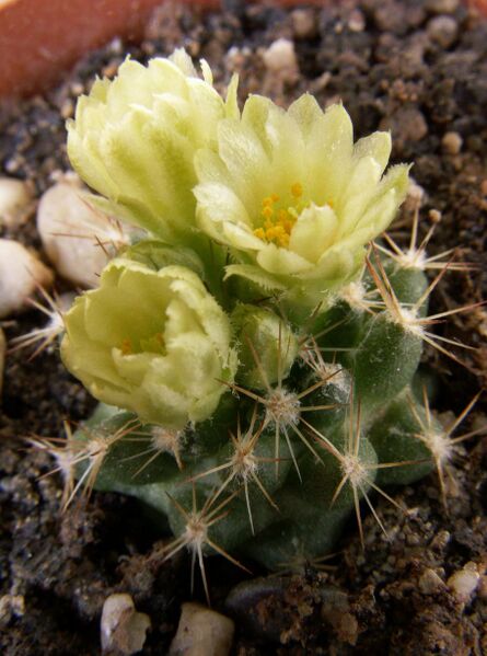Fájl:Escobaria cubensis-000.jpg