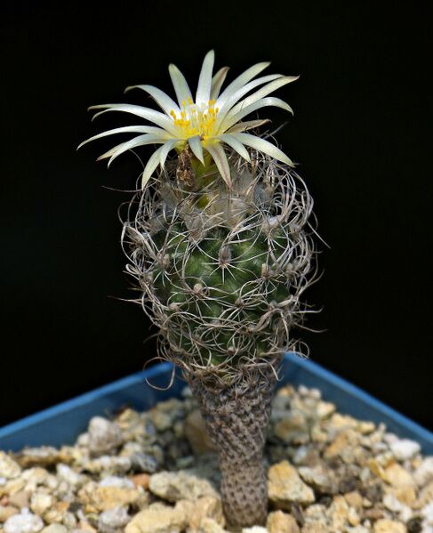 Fájl:Kadenicarpus minimus LH424.SzJ 01.jpg