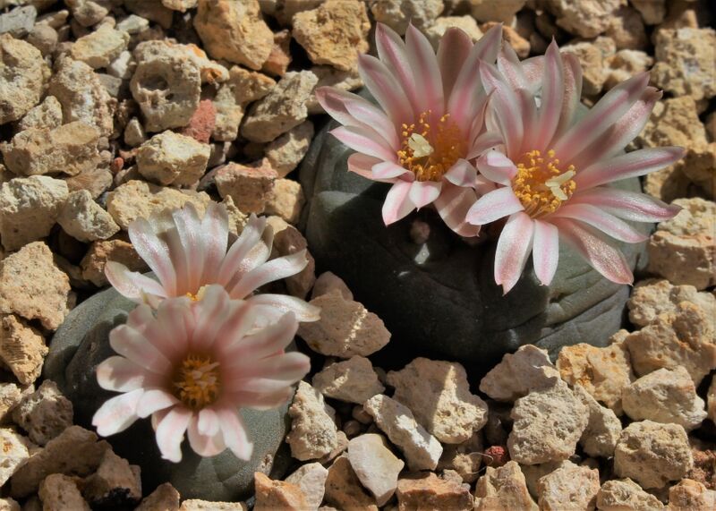 Fájl:Lophophora alberto-vojtechii-002.jpg
