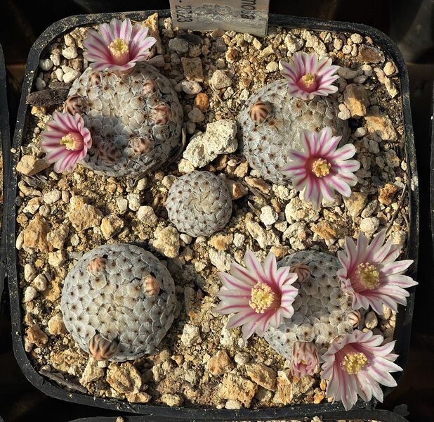 Fájl:Mammillaria breviplumosa.SzJ 01.jpg