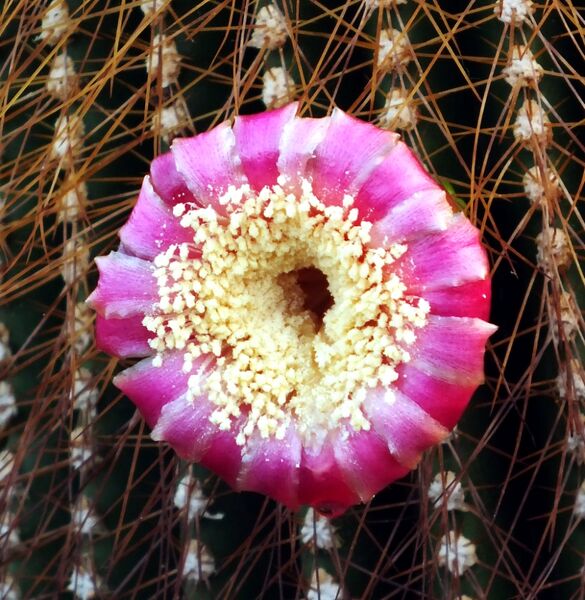 Fájl:Neobuxbaumia polylopha-002.jpg