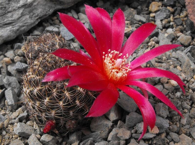 Fájl:Rebutia steinbachii verticillacantha cuprea-1.jpg