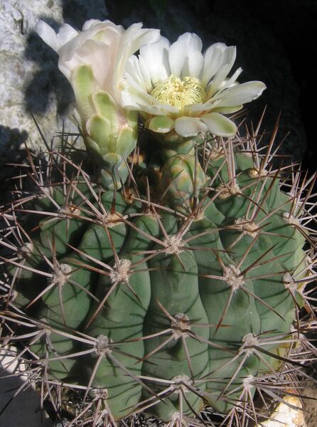 Fájl:Gymnocalycium castellanosii-000.jpg