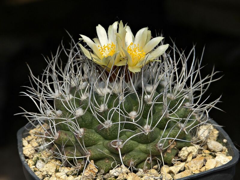 Fájl:Kadenicarpus krainzianus MZ1113.SzJ 01.jpg