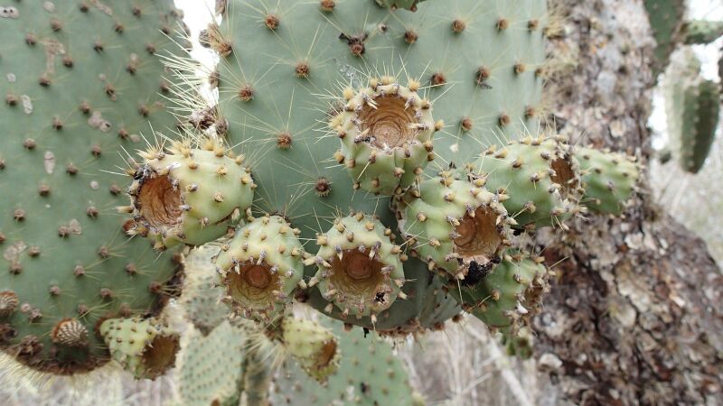 Fájl:Opuntia galapageia-005.jpg