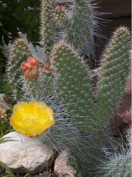 Fájl:Opuntia polyacantha var hystricina-0.jpg