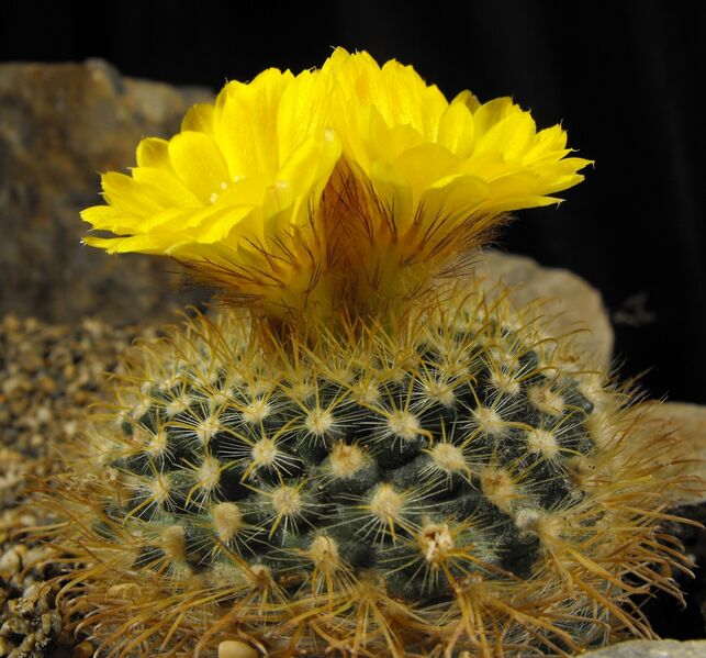 Fájl:Parodia microsperma 01-002.jpg