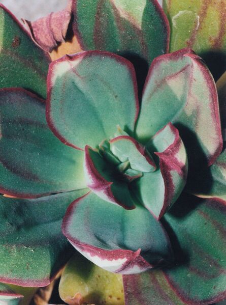 Fájl:Pozsgáslap 011-000.jpg