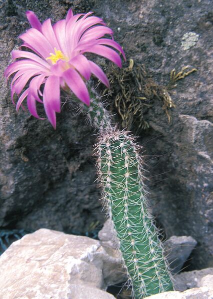 Fájl:Pozsgáslap 045-001.jpg