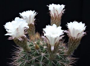 3.