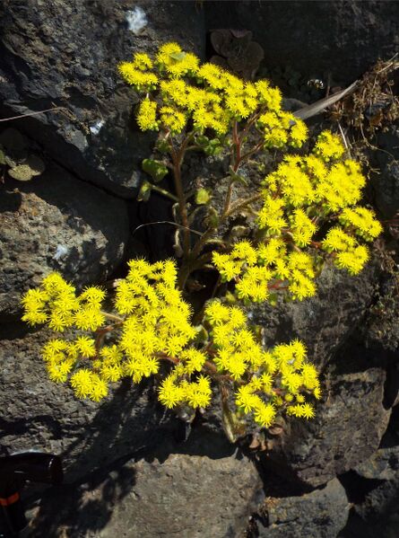 Fájl:Aichryson laxum-000.jpg