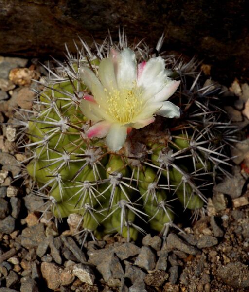 Fájl:Copiapoa cinerascens-000.jpg