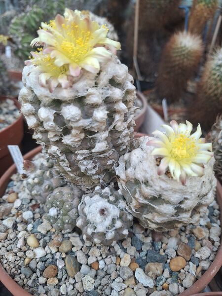 Fájl:Copiapoa esmeraldana.HL 02.jpg