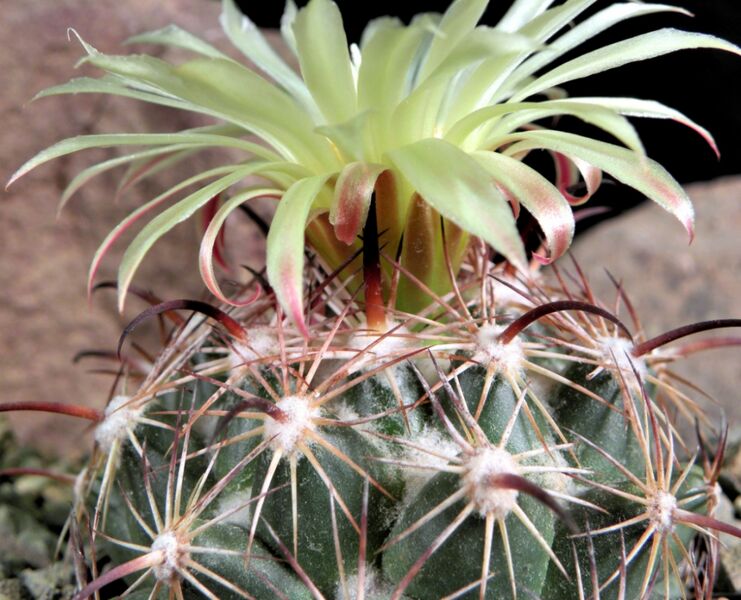 Fájl:Coryphantha pallida LZ-001.jpg