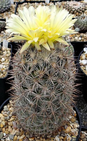 Fájl:Coryphantha werdermannii.AGy 01.jpg
