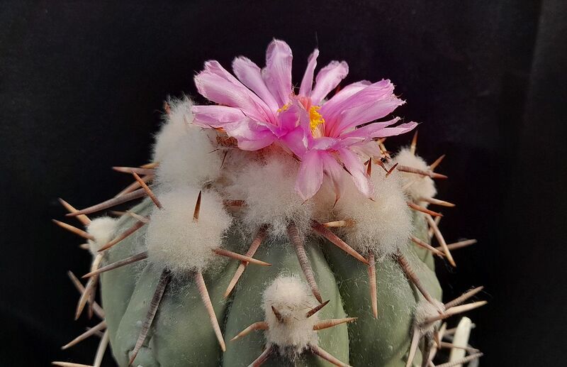 Fájl:Echinocactus horizonthalonius.JCs 01.jpg