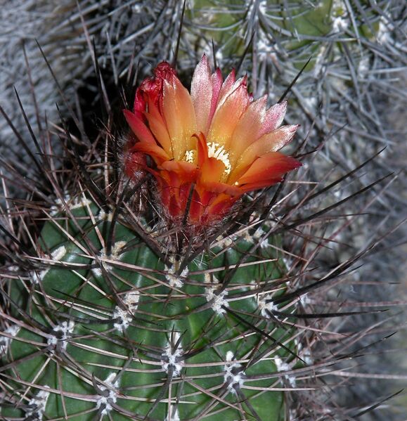 Fájl:Eriosyce strausiana-002.jpg