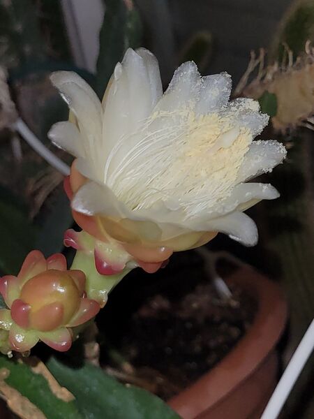 Fájl:Weberocereus bradei.VZs 01.jpg