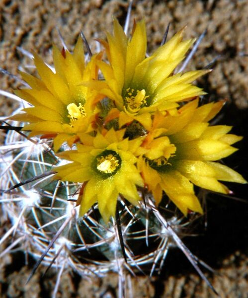 Fájl:Eriosyce islayensis islayensis-003.jpg