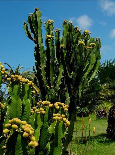 Fájl:Euphorbia ingens-000.jpg