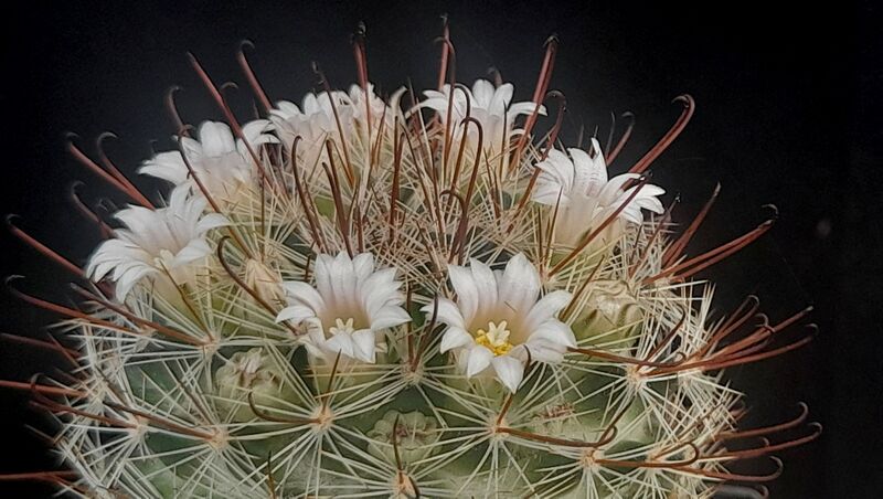 Fájl:Mammillaria jaliscana subsp. zacatecasensis.JCs 02.jpg