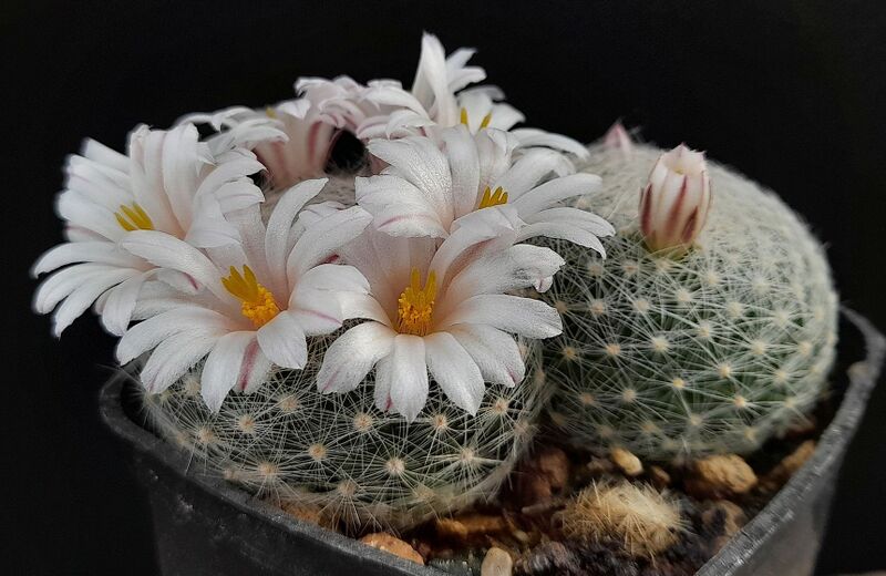 Fájl:Mammillaria lenta.JCs 01.jpg