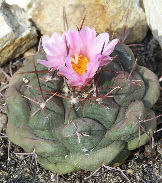 Fájl:Thelocactus buekii-1.jpg