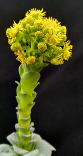 2.