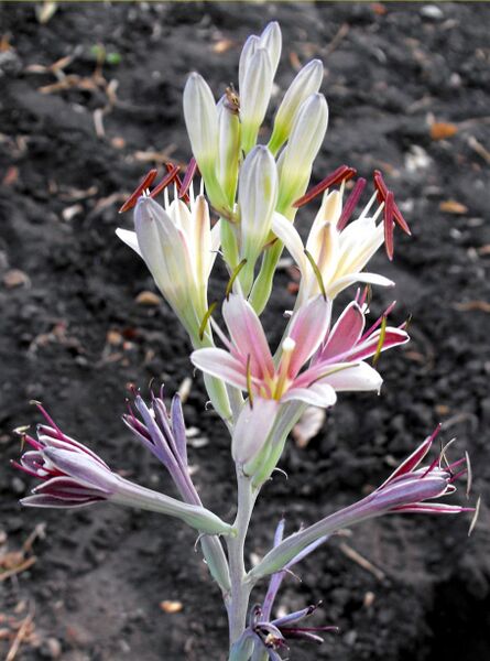 Fájl:Agave maculosa-000.jpg