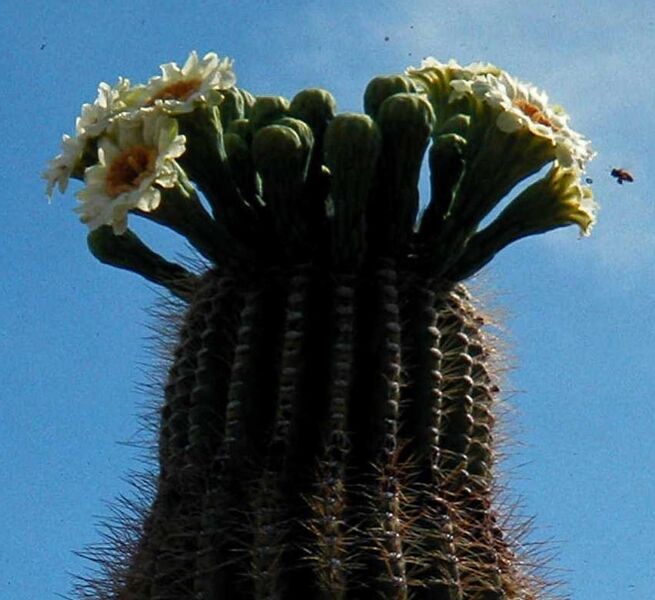 Fájl:Carnegiea gigantea-001.jpg