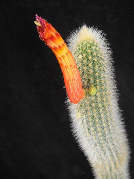 Fájl:Cleistocactus brookeae subsp. vulpis-cauda.jpg