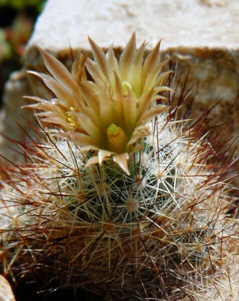 Fájl:Escobaria emskoetteriana-001.jpg