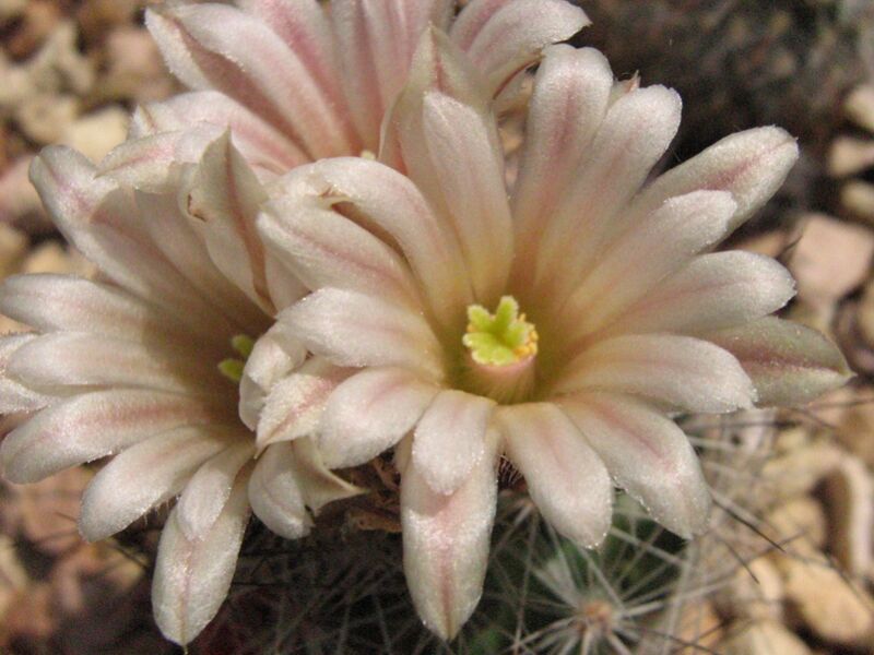 Fájl:Escobaria zilziana-003.jpg