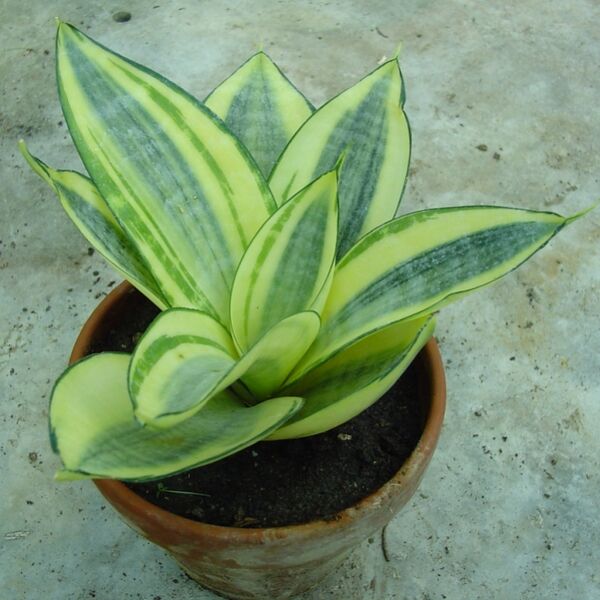 Fájl:Sansevieria trifasciata 2 rész-2.jpg
