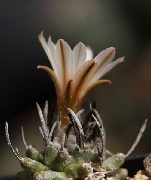 Fájl:Turbinicarpus schmiedickeanus klinkerianus-000.jpg