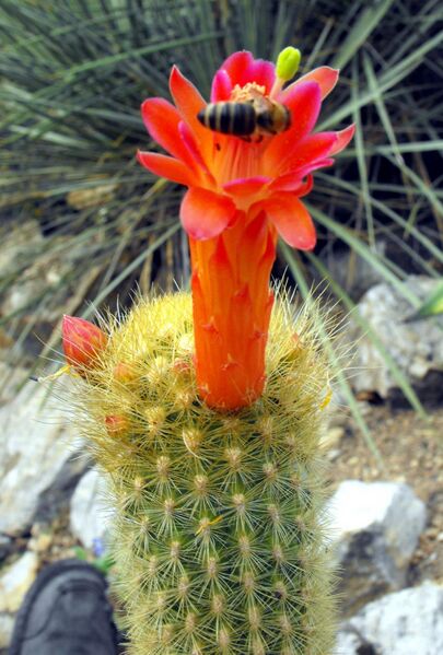 Fájl:Borzicactus icosagonus.LZ 05.jpg