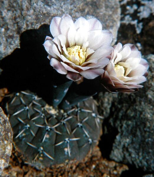 Fájl:Gymnocalycium kieslingii-001.jpg