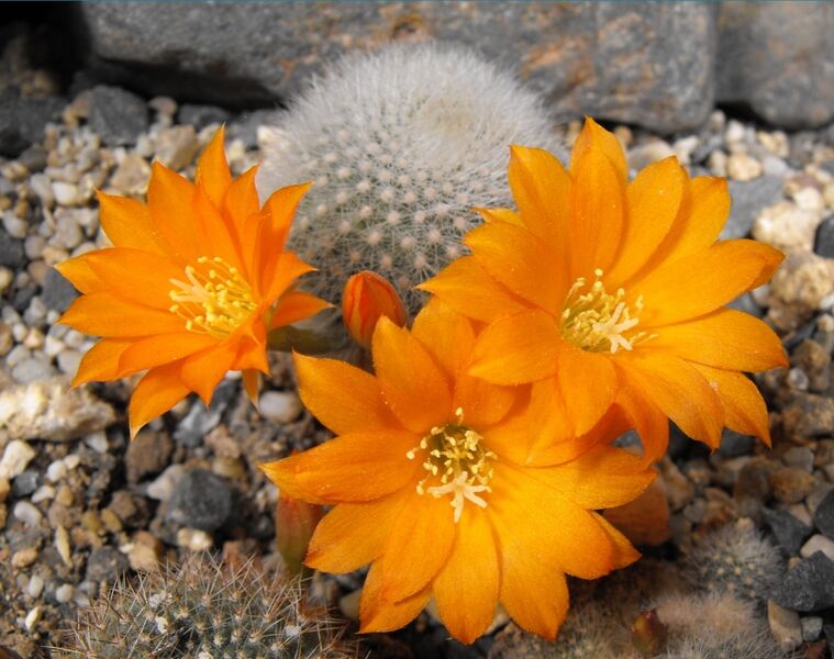 Fájl:Rebutia fiebrigii muscula-1.jpg